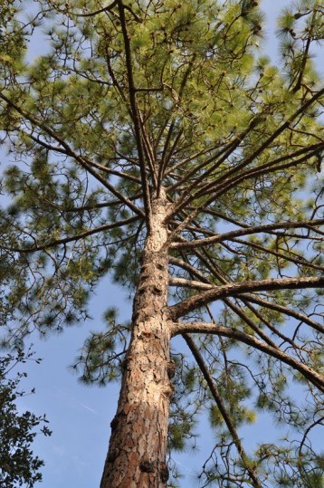Ochresoft launches campaign to become carbon neutral in 2021