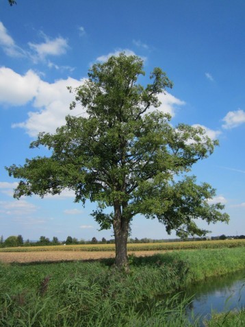 Alnus glutinosa